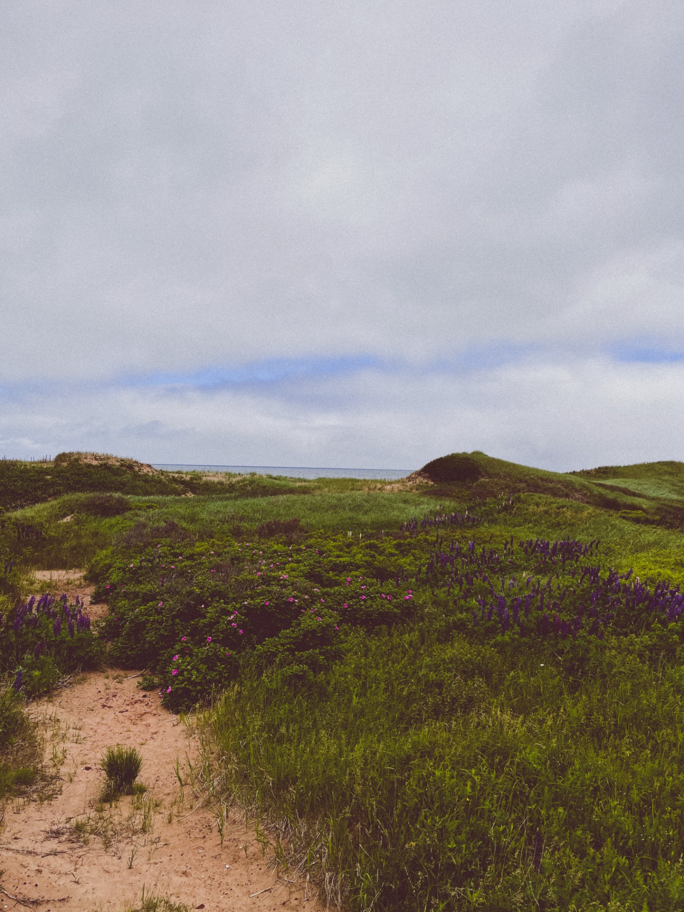 Dunes & Lupines