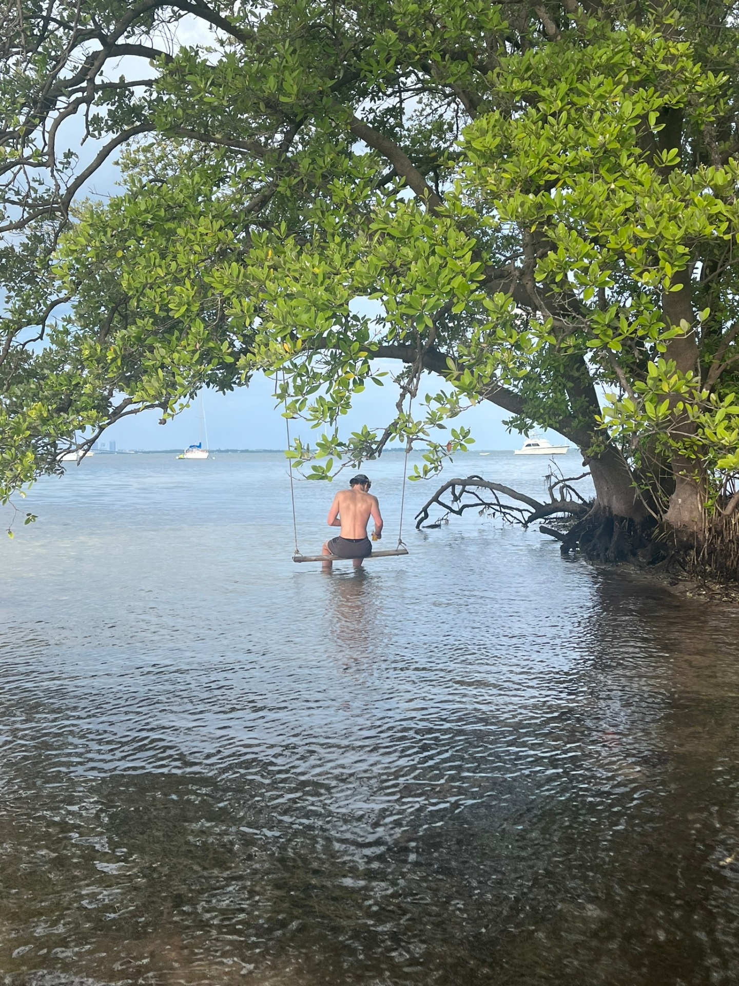 Mangrove Swing